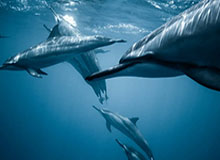 悟空体育登录-狼队士气高涨，将应战濒临降级的狼队，狼队qg